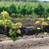 Vitis vinifera